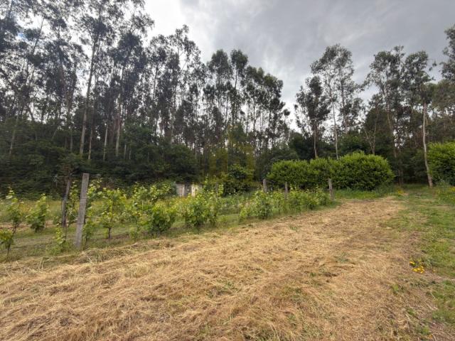 Terreno Florestal e Agrícola com Água Própria | Plano e com Bons Acessos