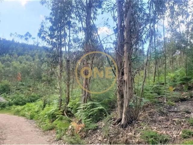 Terreno Florestal em Vale São Martinho