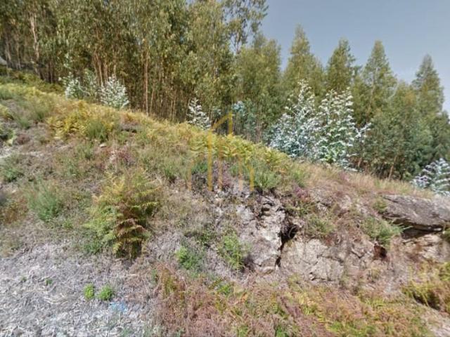 Terreno Florestal em Oliveira Santa Maria