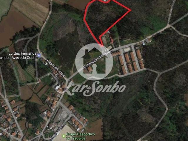 Terreno florestal Eucaliptal com 19200m2 Fradelos