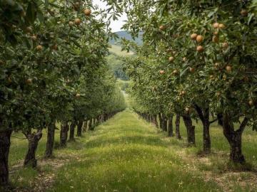 Quartaia, Siena Toscana, Toscana
