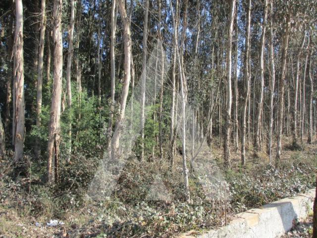 Terreno industrial nos arredores de Águeda