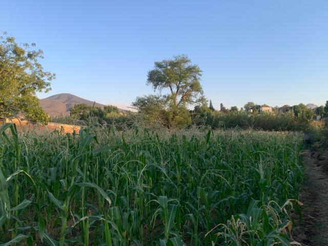TERRENO JUNTO A CONSTRURAMA EN PANINDICUARO, MICHOACÁN