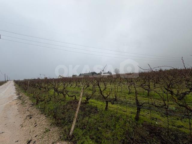 Terreno, Lau, Palmela