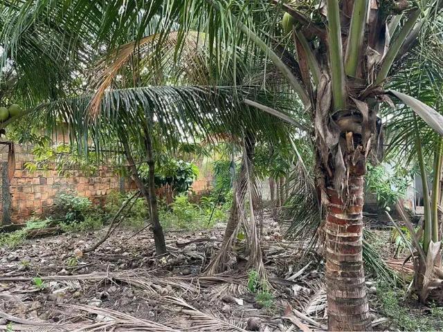 Terreno / Lote para Venda em Tamandaré/PE Centro