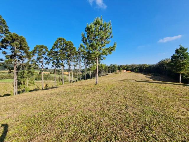 Terreno / Lote para Venda em Tijucas do Sul/PR Centro