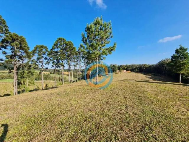 Terreno / Lote para Venda em Tijucas do Sul/PR Centro