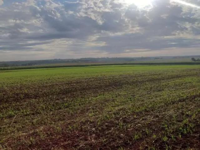 Terreno / Lote para Venda em Toledo/PR Biopark