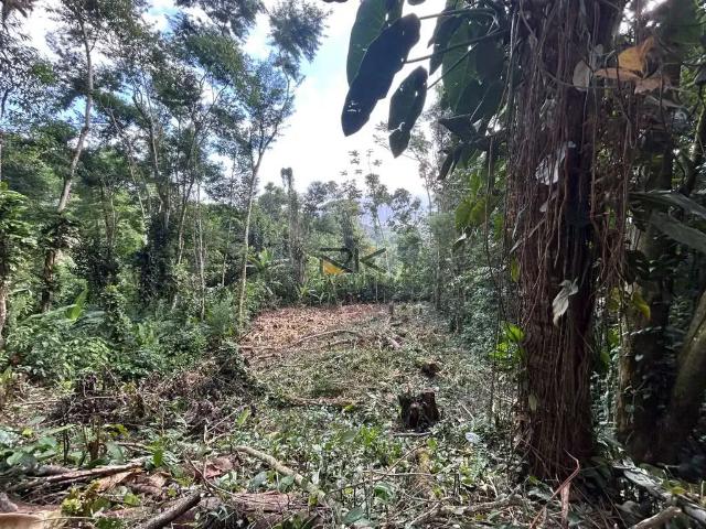 Terreno / Lote para Venda em Ubatuba/SP Tenório