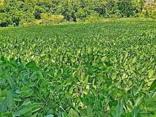 Terreno / Lote para Venda em Uraí/PR Zona Rural