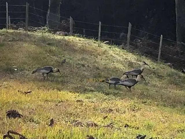 Terreno / Lote para Venda em Urubici/SC Invernador