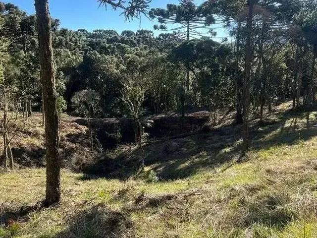 Terreno / Lote para Venda em Urubici/SC Santa Tereza