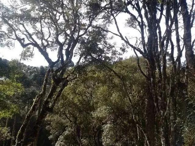 Terreno / Lote para Venda em Urubici/SC Santa Tereza