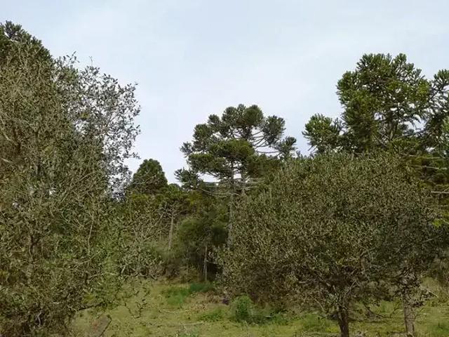 Terreno / Lote para Venda em Urubici/SC Zona Rural