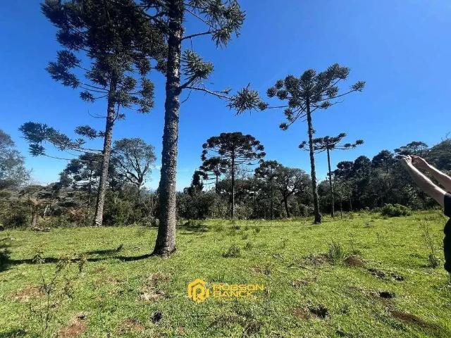 Terreno / Lote para Venda em Urupema/SC Cedro