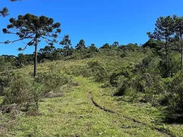 Terreno / Lote para Venda em Urupema/SC Centro