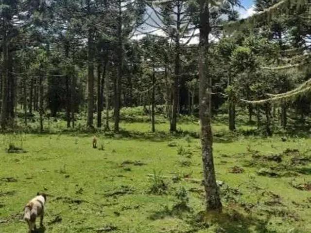 Terreno / Lote para Venda em Painel/SC Zona Rural