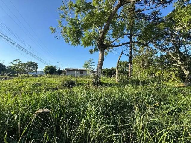 Terreno / Lote para Venda em Vera Cruz/RS Cipriano de Oliveira