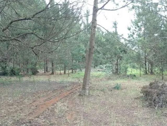 Terreno / Lote para Venda em Viamão/RS Águas Claras