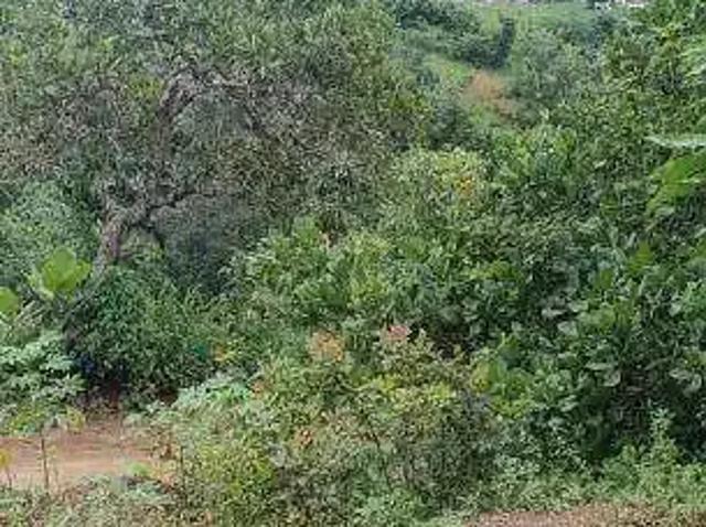 Terreno / Lote para Venda em Vitória de Santo Antão/PE Pirituba