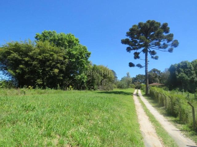 Terreno / Lote para Venda em Almirante Tamandaré/PR Lamenha Pequena