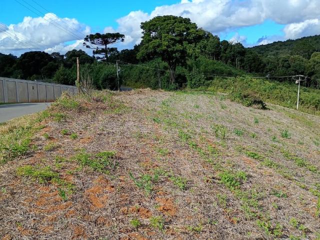 Terreno / Lote para Venda em Almirante Tamandaré/PR Pacotuba