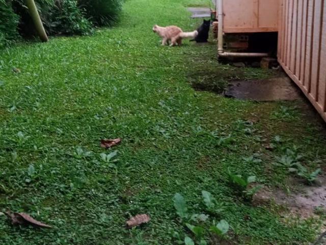 Terreno / Lote para Venda em Almirante Tamandaré/PR Tanguá
