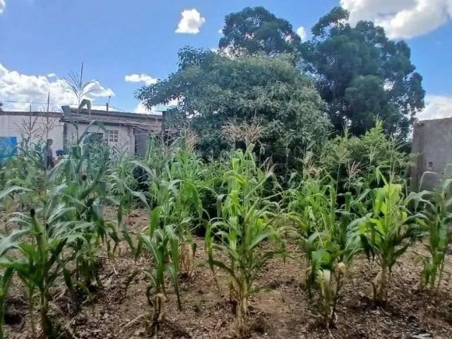 Terreno / Lote para Venda em Américo Brasiliense/SP Jardim Primavera