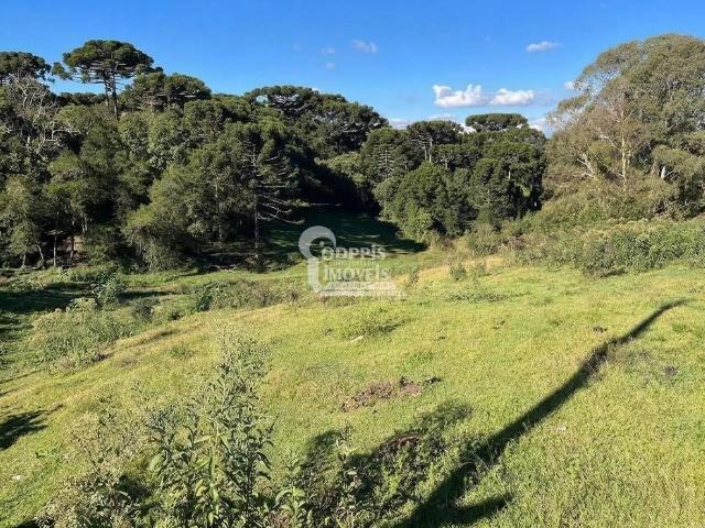 Terreno / Lote para Venda em Araucária/PR Campina da Barra