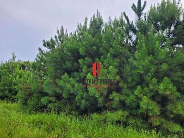 Terreno / Lote para Venda em Arroio do Sal/RS Balneário Pinus Park