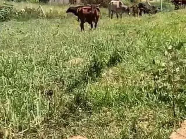 Terreno / Lote para Venda em Atibaia/SP Estância San Remo