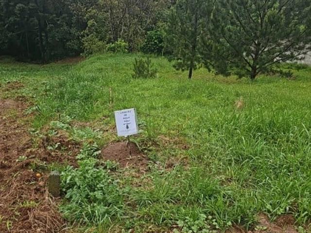 Terreno / Lote para Venda em Balsa Nova/PR Bugre