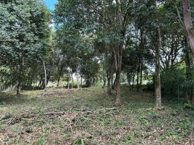 Terreno / Lote para Venda em Balsa Nova/PR São Caetano