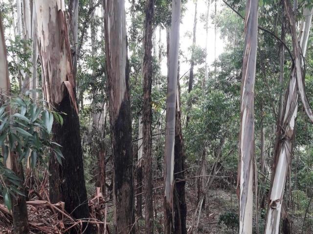 Terreno / Lote para Venda em Barueri/SP Tamboré