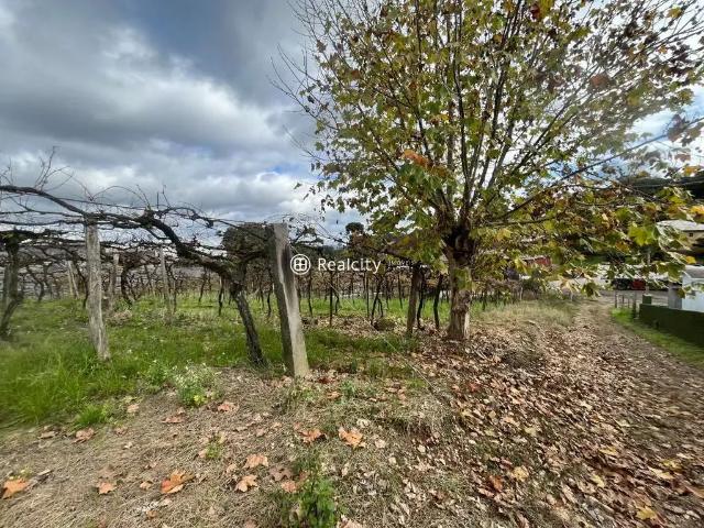 Terreno / Lote para Venda em Bento Gonçalves/RS Tuiuty Distrito