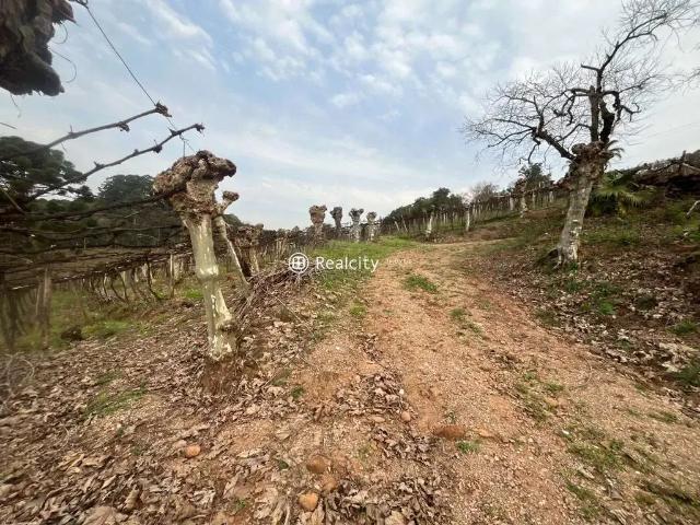 Terreno / Lote para Venda em Bento Gonçalves/RS Vale dos Vinhedos Distrito