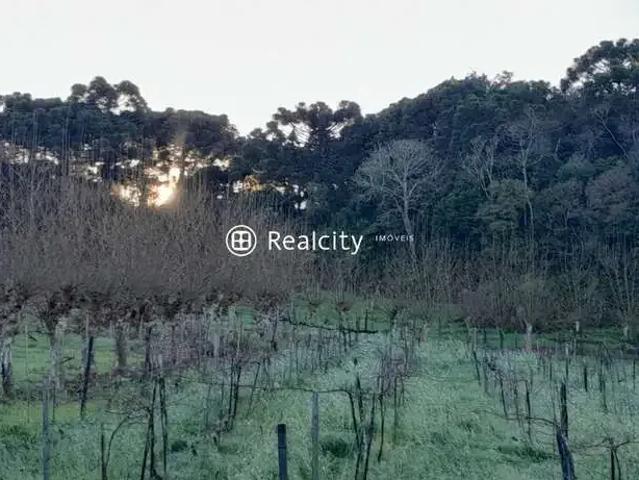 Terreno / Lote para Venda em Bento Gonçalves/RS Vale dos Vinhedos Distrito