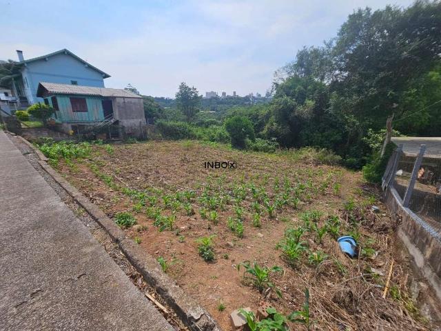 Terreno / Lote para Venda em Bento Gonçalves/RS Vinhedos