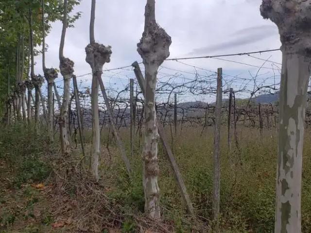 Terreno / Lote para Venda em Bento Gonçalves/RS Barracão