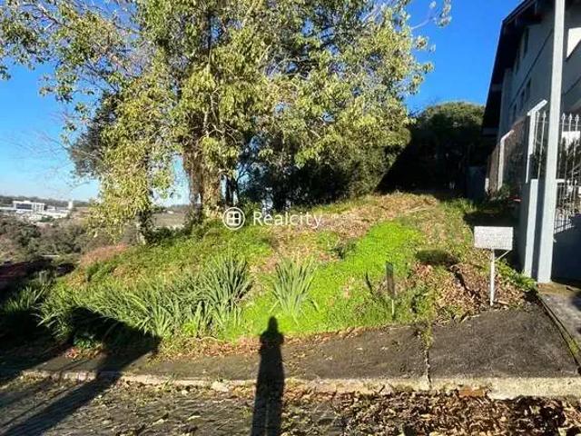 Terreno / Lote para Venda em Bento Gonçalves/RS São Roque