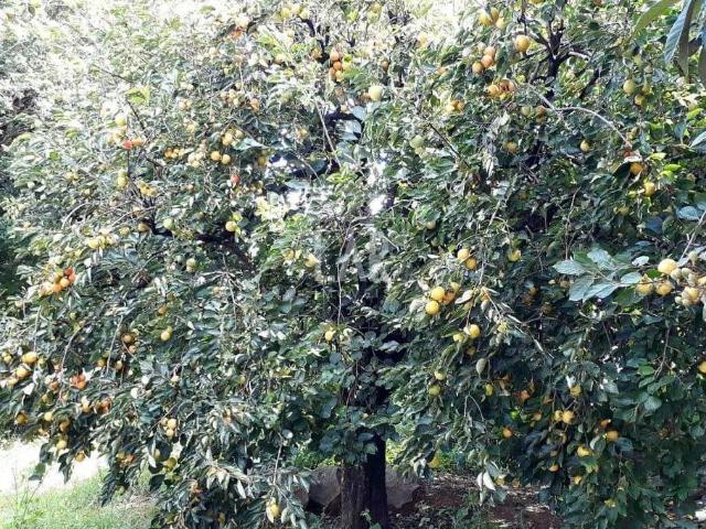 Terreno / Lote para Venda em Belo Horizonte/MG Pompéia