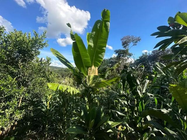 Terreno / Lote para Venda em Betim/MG Pimentas