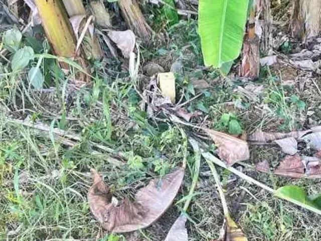 Terreno / Lote para Venda em Biguaçu/SC Jardim Janaina