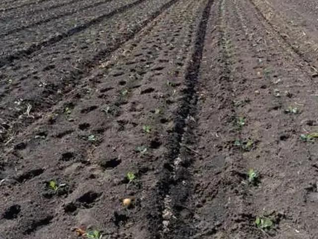 Terreno / Lote para Venda em Bom Retiro/SC Centro