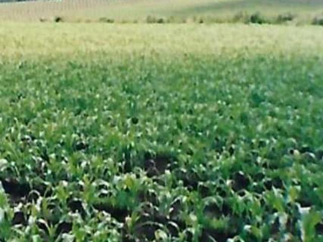 Terreno / Lote para Venda em Bocaiúva do Sul/PR Área Industrial