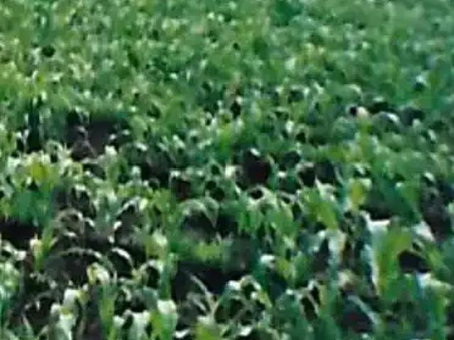 Terreno / Lote para Venda em Bocaiúva do Sul/PR Área Industrial