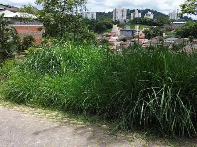 Terreno / Lote para Venda em Blumenau/SC Velha