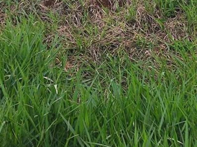Terreno / Lote para Venda em Bragança Paulista/SP Jardim Iguatemi