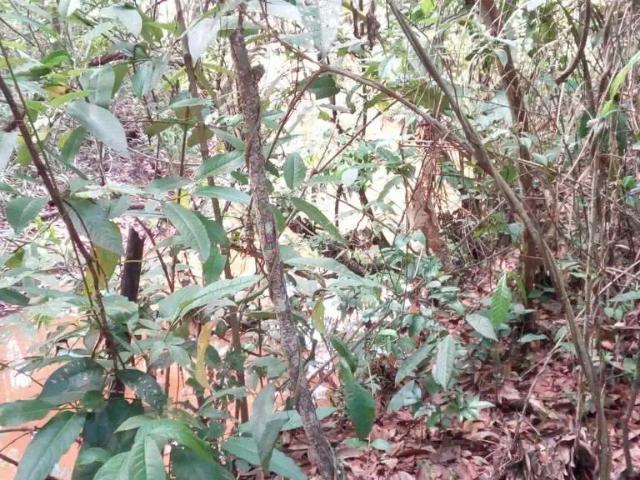 Terreno / Lote para Venda em Brumadinho/MG Aranha