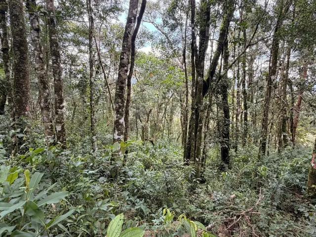 Terreno / Lote para Venda em Camanducaia/MG Monte Verde